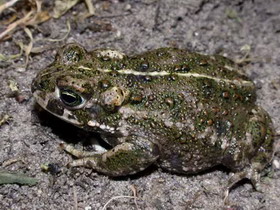 род жабы — bufo laurenti, 1768