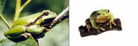 обыкновенная квакша — hyla arborea (linnaeus, 1758)