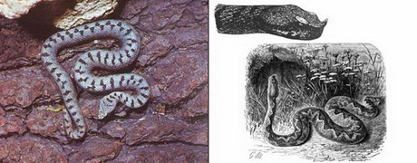носатая гадюка — vipera transcaucasiana boulenger, 1913
