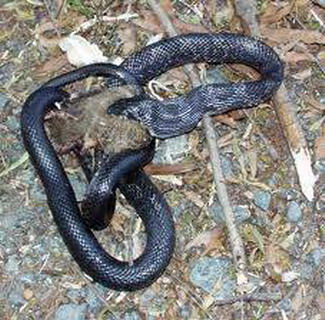 серый лазающий полоз или крысиная змея (elaphe obsoleta obsoleta)