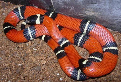 синалойская молочная змея (lampropeltis triangulum sinaloe)