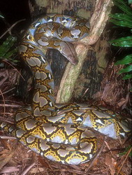 сетчатый питон (python reticulatus)