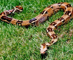 обыкновенный удав (boa constrictor)