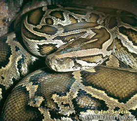 темный тигровый питон (python molurus bivittatus)