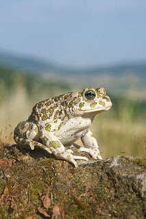 замечания по таксономии