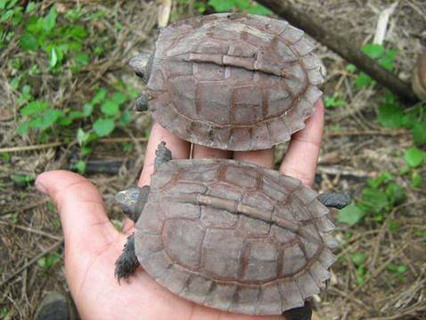 редчайшие черепахи снова найдены в природе