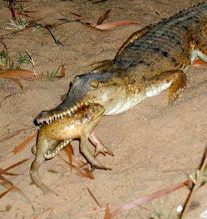 жаба ага отравила австралийских крокодилов