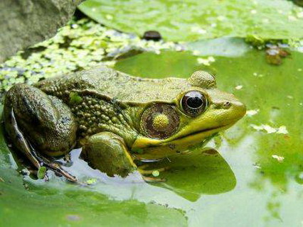 болезни амфибий, вызываемые грибками и водорослями