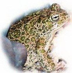 перегревание (гипертермия) амфибий