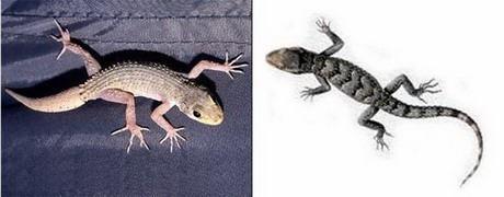 туркменский геккон — cyrtopodion turcmenicus (szcerbak, 1978)