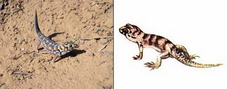сцинковый геккон — teratoscincus scincus (schlegel, 1858)