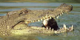 кормление крокодилов