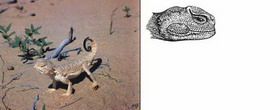 ушастая круглоголовка — phrynocephalus mystaceus (pallas, 1776)
