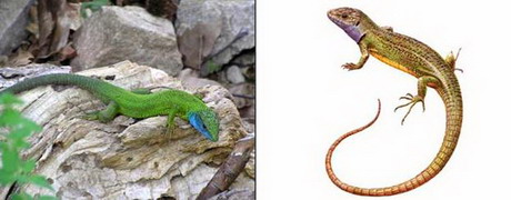 зеленая ящерица — lacerta viridis laurenti, 1768