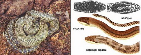 четырехполосый полоз — elaphe quatuorlineata (lacepede, 1789)