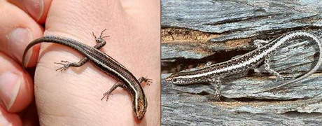 полосатый гологлаз — ablepharus bivittatus menetries, 1832