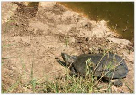 семейство мягкотелые черепахи — trionychidae