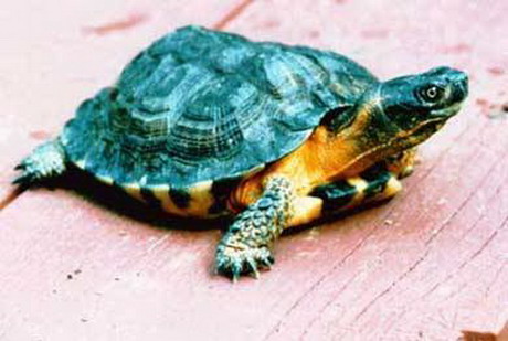 семейство пресноводные черепахи — emydidae