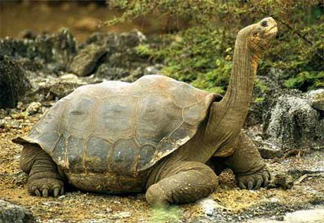 семейство сухопутные черепахи — testudinidae