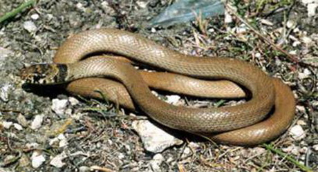 род ящеричные змеи — malpolon flzinger, 1826