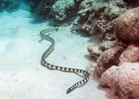 семейство плоскохвостые морские змеи, или морские крайты — laticaudidae