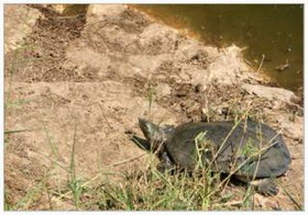 семейство мягкотелые черепахи — trionychidae