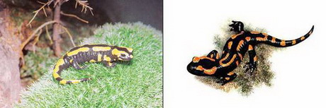 пятнистая саламандра — salamandra salamandra (linnaeus, 1758)