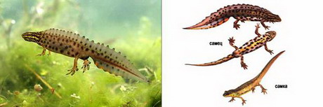 обыкновенный тритон — triturus vulgaris (linnaeus, 1758)