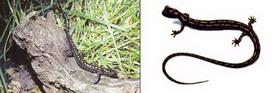 кавказская саламандра — mertensiella caucasica (waga, 1876)