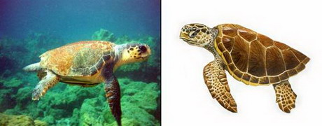 логгерхед, головастая черепаха - caretta caretta
