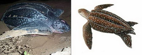 кожистая черепаха — dermochelys coriacea (linnaeus, 1766)