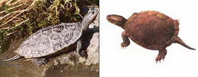 каспийская черепаха — mauremys caspica (gmelin, 1774)