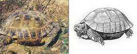 среднеазиатская черепаха — agrionemys horsfieldii (gray, 1844)