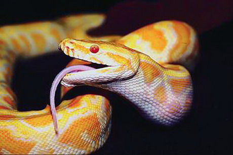 разнообразие видов змей и их распространение
