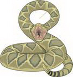 змеи, общая характеристика