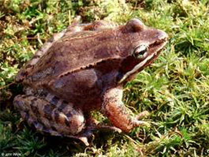 лягушка волосатая (astylosternus robustus)