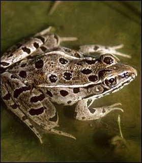 лягушка нильская  (rana mascareniensis)