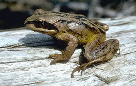 лягушка сибирская (rana chensinensis)