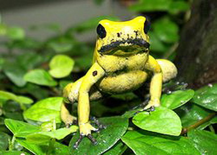 ужасный листолаз (phyllobates terribilis)