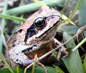 лягушка дальневосточная (rana semiplicata)