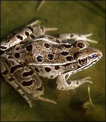 лягушка леопардовая (rana pipiens)