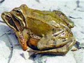 лягушка малоазиатская  (rana macrocnemis)