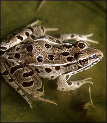 лягушка нильская  (rana mascareniensis)