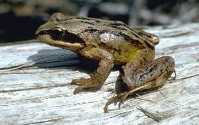 лягушка сибирская (rana chensinensis)