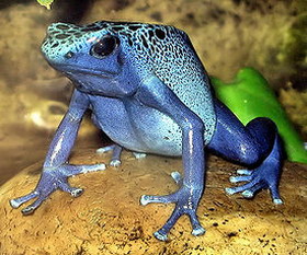 голубой древолаз (dendrobates azureus)