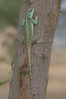 агама древесная  (agama atricollis)