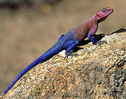 гама колонистов (agama agama)