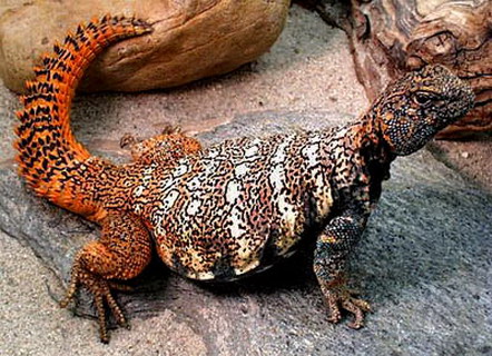 шипохвост египетский (uromastyx aegyptius)