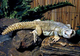 шипохвост глазчатый (uromastyx ocellatus)