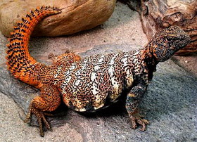 шипохвост египетский (uromastyx aegyptius)